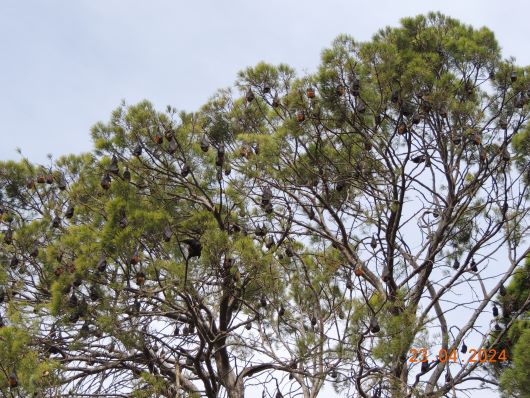Flying Foxes in Trees